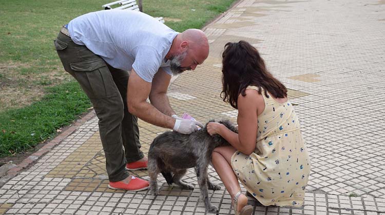 Vacunaci&oacute;n antirr&aacute;bica