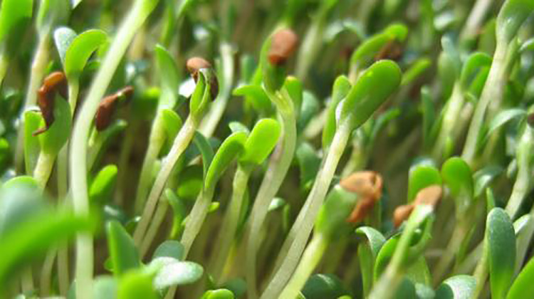 Buscan la alfalfa para descontaminar suelos