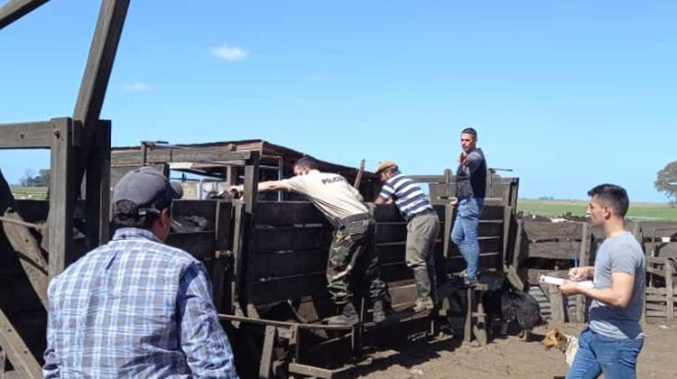 ​Comando de Prevenci&oacute;n Rural 9 de Julio recuper&oacute; 112 animales