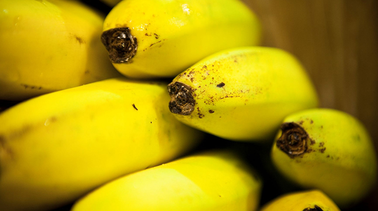 Obligatoriedad en Transporte de banana