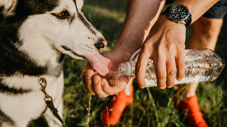 Golpe de calor en las mascotas