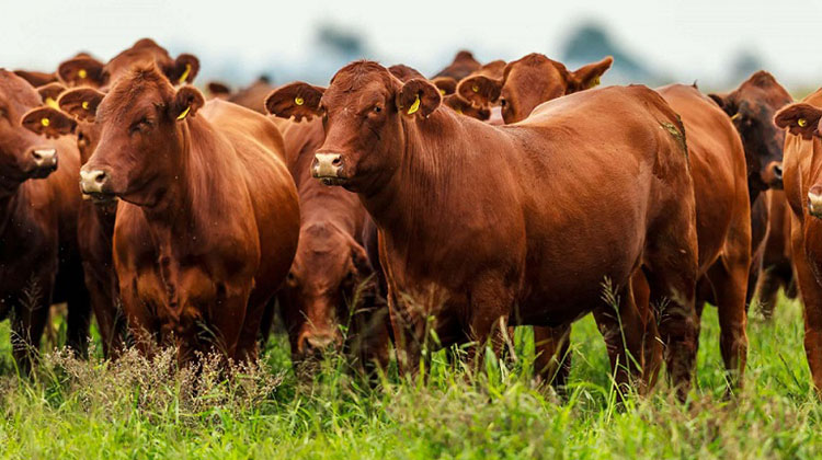 Plan Ganader&iacute;a Argentina 2022-2023