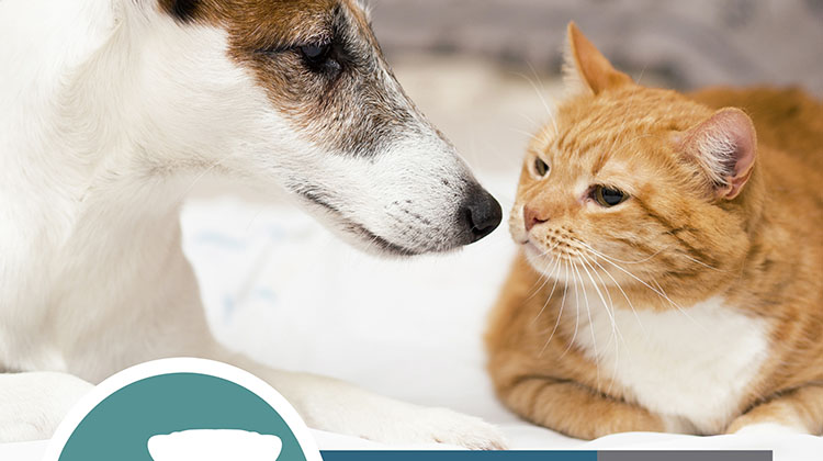 ​Castraciones caninos y felinos