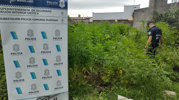 Hallan plantas de marihuana