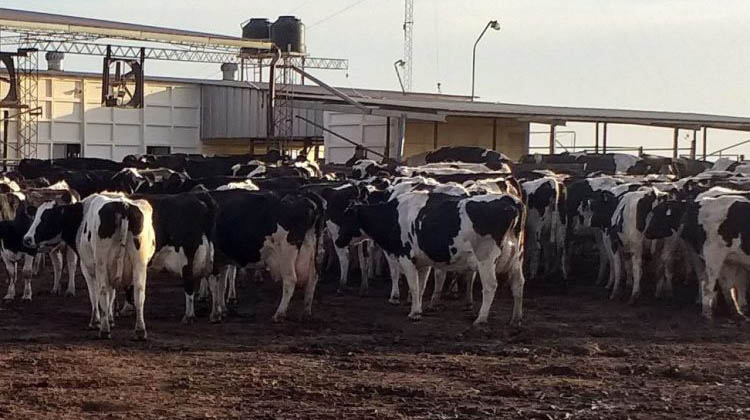 Visi&oacute;n Crea: Panorama y tendencias en el sector l&aacute;cteo