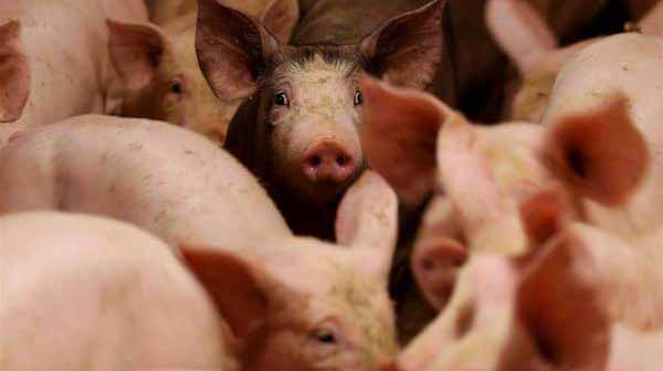 Crisis en la producción porcina