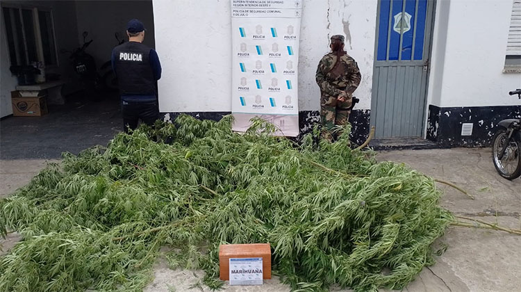 Polic&iacute;a Comunal incaut&oacute; 31.370 Kg de marihuana
