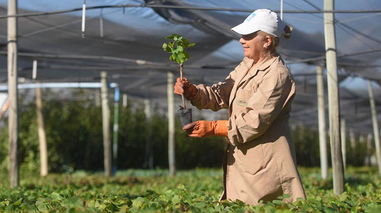 ​C&oacute;mo realizar tr&aacute;mite en plataforma TAD para inscripci&oacute;n el registro de viveros