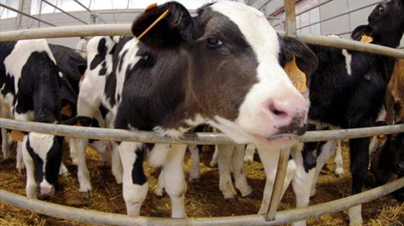 Charla sobre ganader&iacute;a