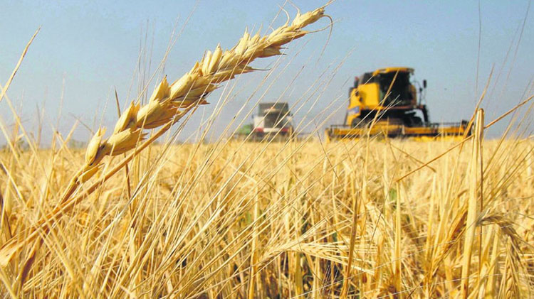 El trigo afronta el peor escenario de siembra de los últimos 12 años