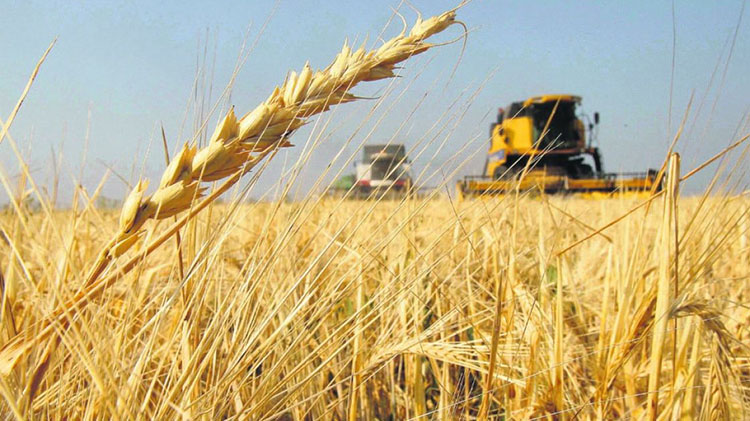 El trigo afronta el peor escenario de siembra de los &uacute;ltimos 12 a&ntilde;os