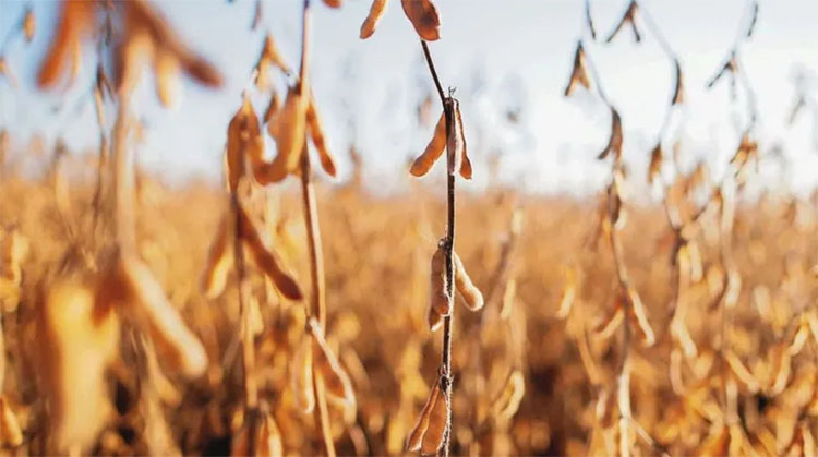 La soja sufri&oacute; su octava ca&iacute;da en las &uacute;ltimas nueve jornadas y perfor&oacute; piso de los u$s600