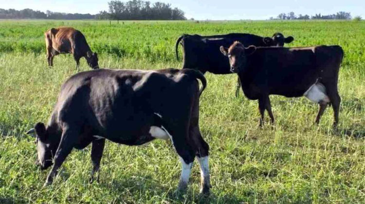 Por las heladas tempranas, el tambo acentu&oacute; la suba en sus costos de producci&oacute;n