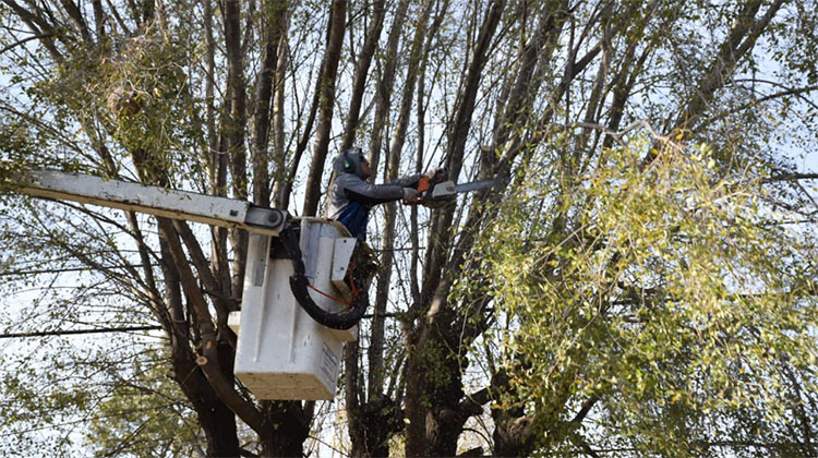 Contin&uacute;a aplic&aacute;ndose la campa&ntilde;a de poda