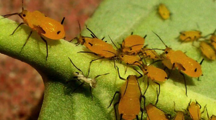 Alerta de plagas en trigo: Atentos a langostas, orugas y pulgones