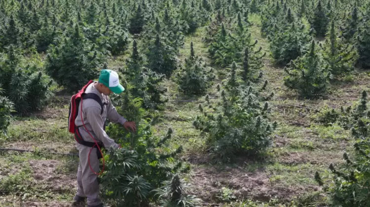 Conforman la Mesa del Cannabis y el C&aacute;&ntilde;amo Industrial