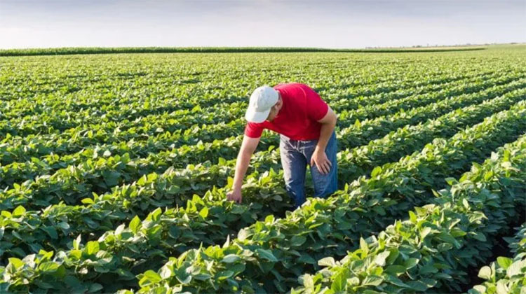 D&iacute;a del Agricultor y Productor Agropecuario
