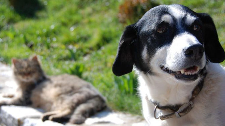 Castraciones de felinos y caninos