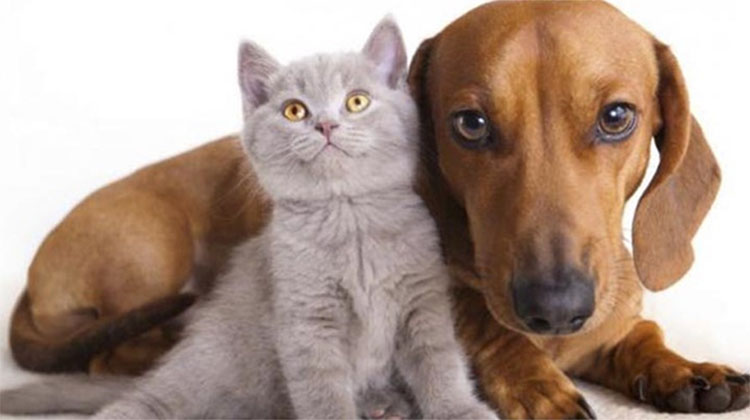 Castraciones de felinos y caninos