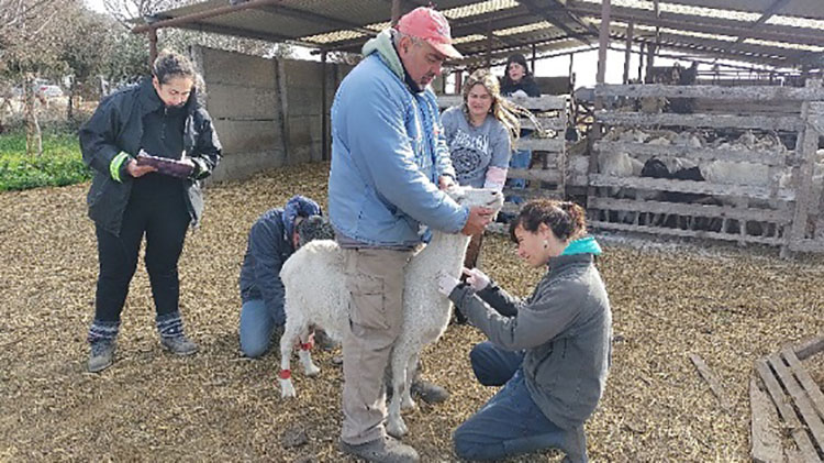 M&aacute;s de 600 an&aacute;lisis en tambos ovinos y caprinos familiares en Provincia