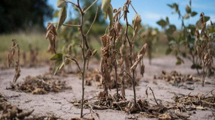 ​Emergencia y desastre agropecuario