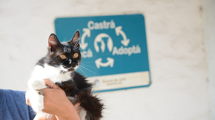 Castraciones de felinos y caninos