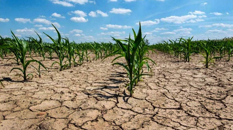 Los cr&eacute;ditos especiales para productores afectados por la sequ&iacute;a ya superaron los $5.000 millones