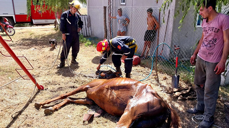 Bomberos rescató a un caballo