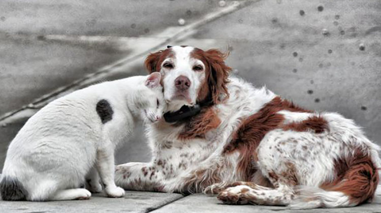 ​Castraciones de caninos y felinos