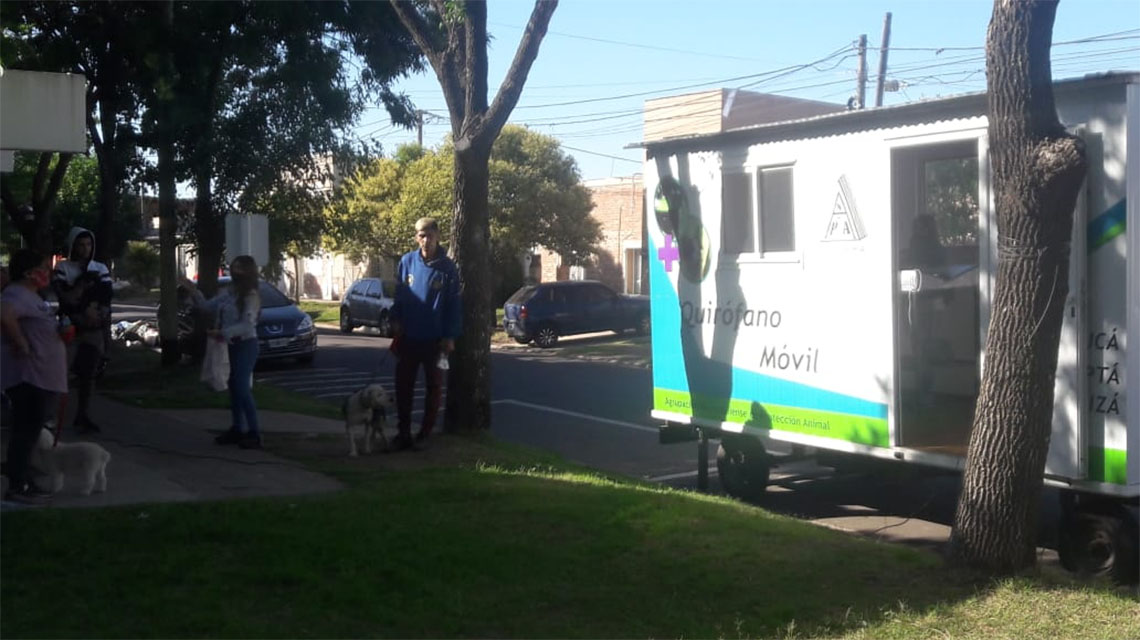 ​Contin&uacute;an efectu&aacute;ndose castraciones de caninos y felinos