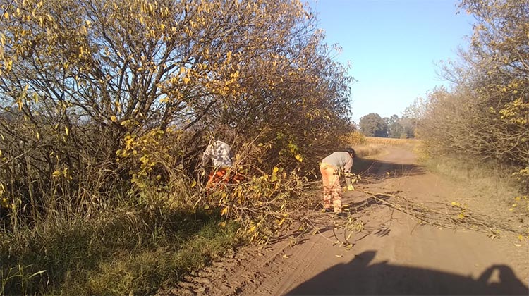 ​Se efect&uacute;a el control de plagas forestales