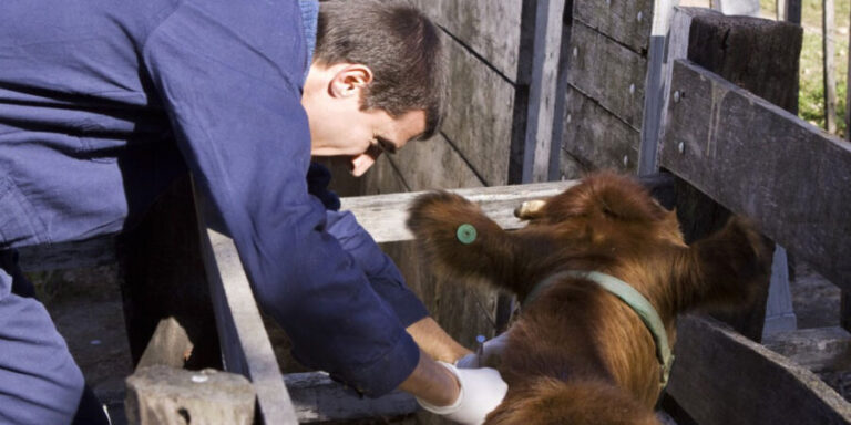 D&iacute;a del M&eacute;dico Veterinario y del Ingeniero Agr&oacute;nomo