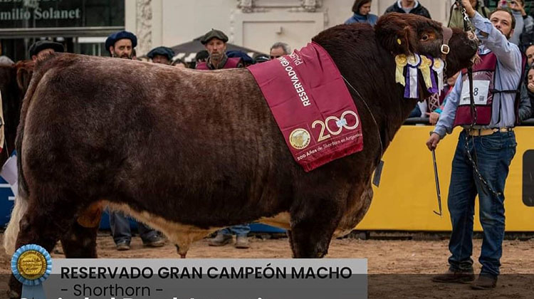 ​Sociedad Rural valora la premiaci&oacute;n de caba&ntilde;as de 9 de Julio en la Expo Palermo