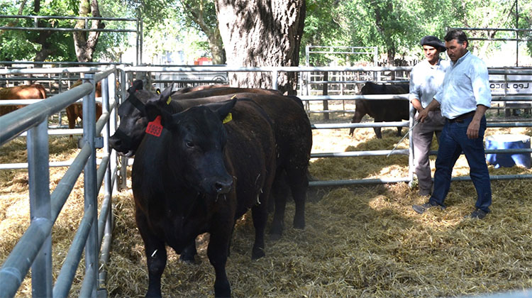 ​La 126&ordm; Expo Rural de 9 de Julio contar&aacute; con un Ciclo de Charla sobre lecher&iacute;a y se presentar&aacute; un Robot de Orde&ntilde;e