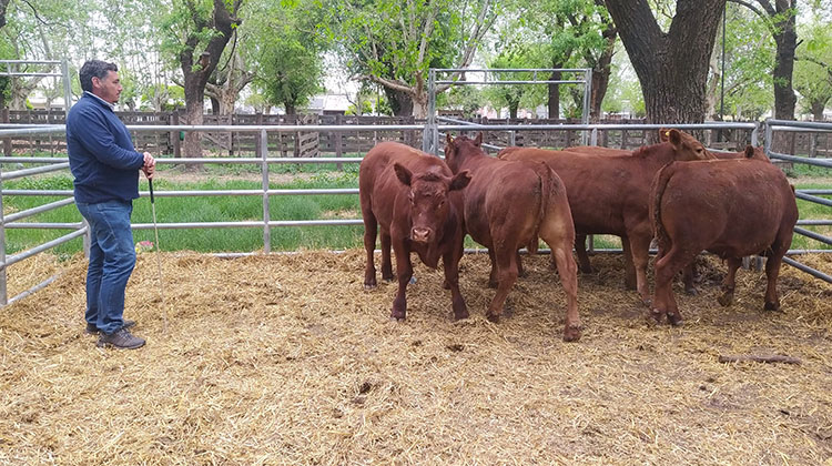 Ganader&iacute;a en la ​126&ordm; Expo Rural