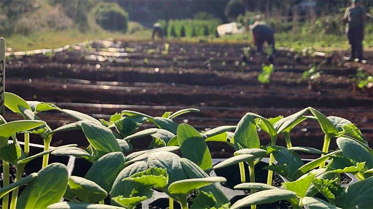 ​Taller de huerta agroecol&oacute;gica