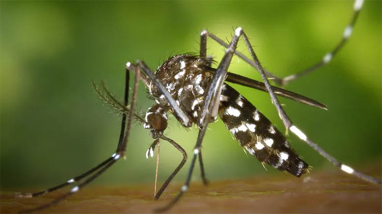 Dengue: hay 34 casos importados en la provincia y recomiendan evitar acumulaci&oacute;n de agua en casas