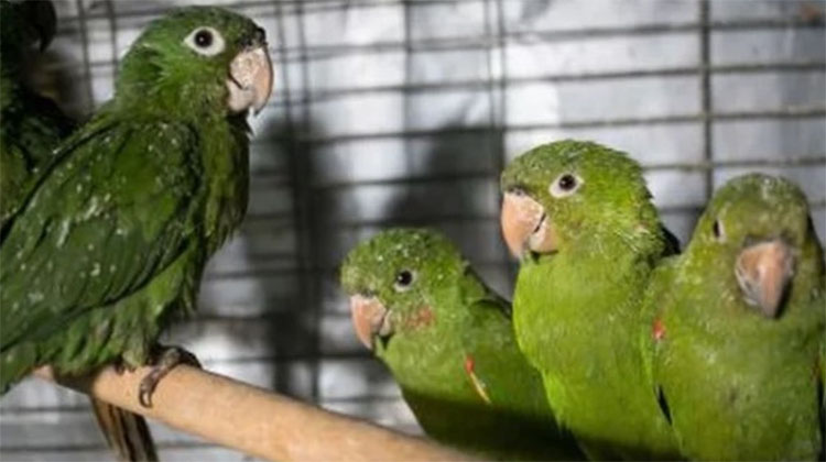 Recomendaciones ante aparici&oacute;n de casos de psitacosis