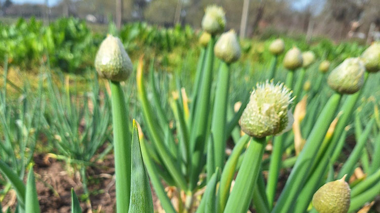 INTA entrega de semillas