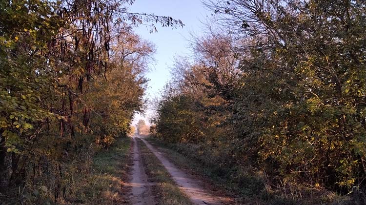 ​Control de plagas