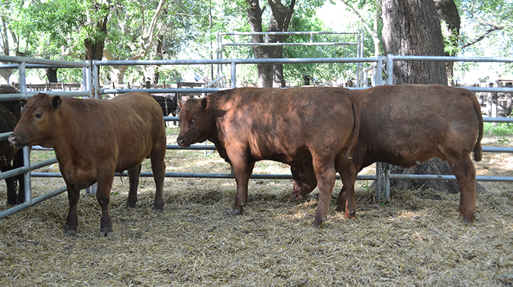  127&ordm; Expo Rural de 9 de Julio:  Se conocen los ganadores del  Concurso Ganadero 