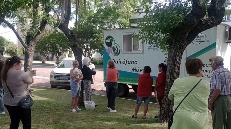 ​Castraciones de caninos y felinos