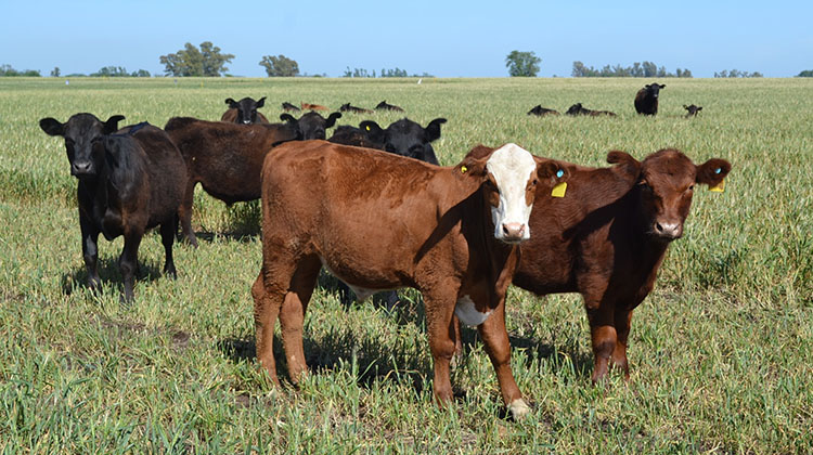 Vacunaci&oacute;n antiaftosa