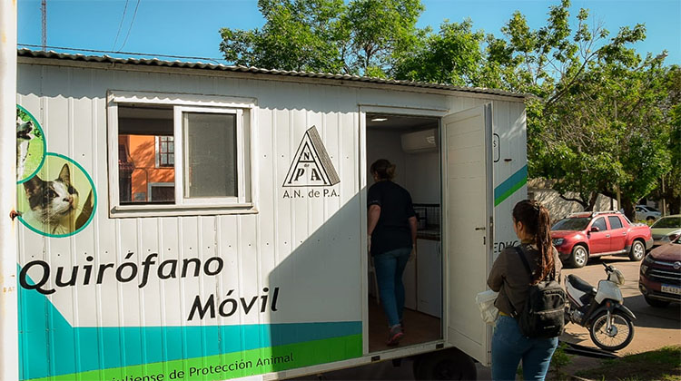 ​Siguen las castraciones de caninos y felinos