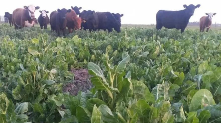 Pehuaj&oacute;: Apost&oacute; por la acelga para alimentar sus vacas
