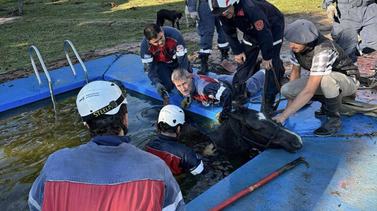 Bomberos rescataron a un equino que cayó a una pileta 