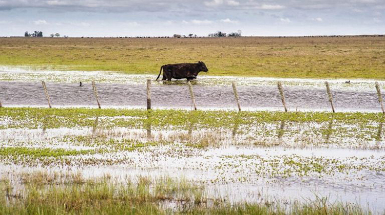 Convocan a presentar declaraciones juradas por emergencia y desastre agropecuario