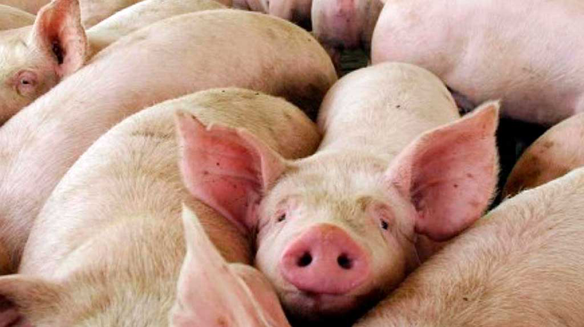 ​An&aacute;lisis gratuito de triquinosis