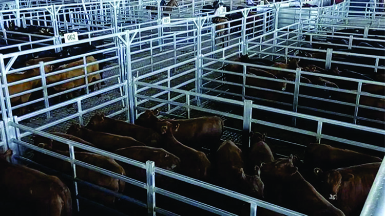 Nuevo protocolo de Senasa para la hacienda en Ca&ntilde;uelas