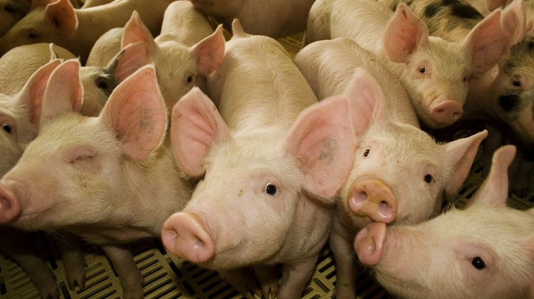 SENASA lanz&oacute; un nuevo Plan Nacional para erradicar la Enfermedad de Aujeszky en porcinos